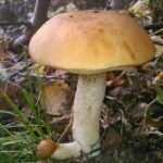 Картинка профиля