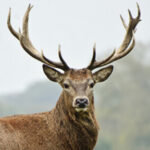 Логотип группы (Куколды Киева)